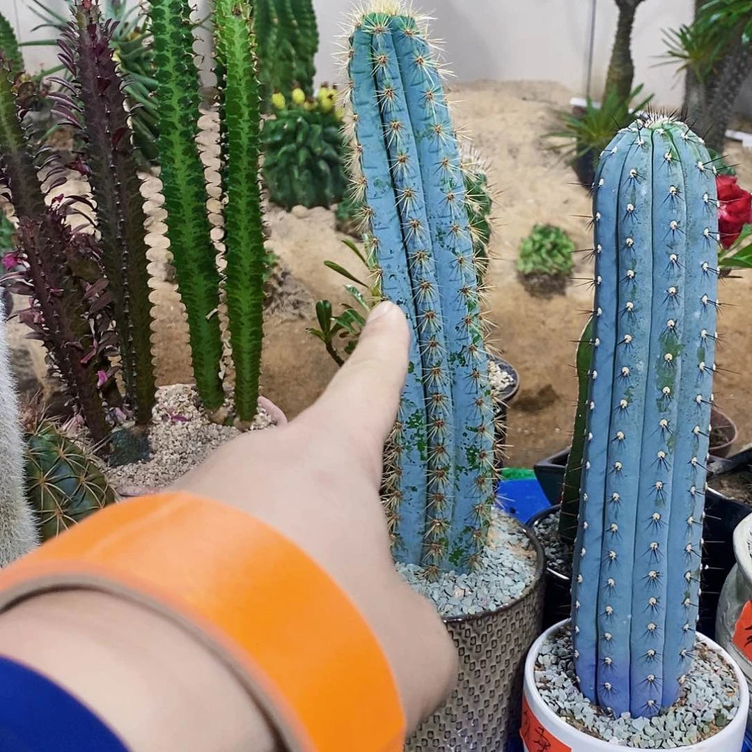 无花朵蓝柱高20公分以上无根