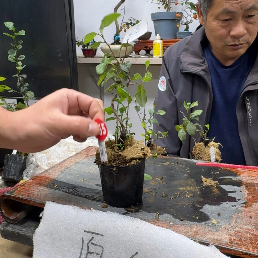 阳***光无花朵755顺丰到付不包邮