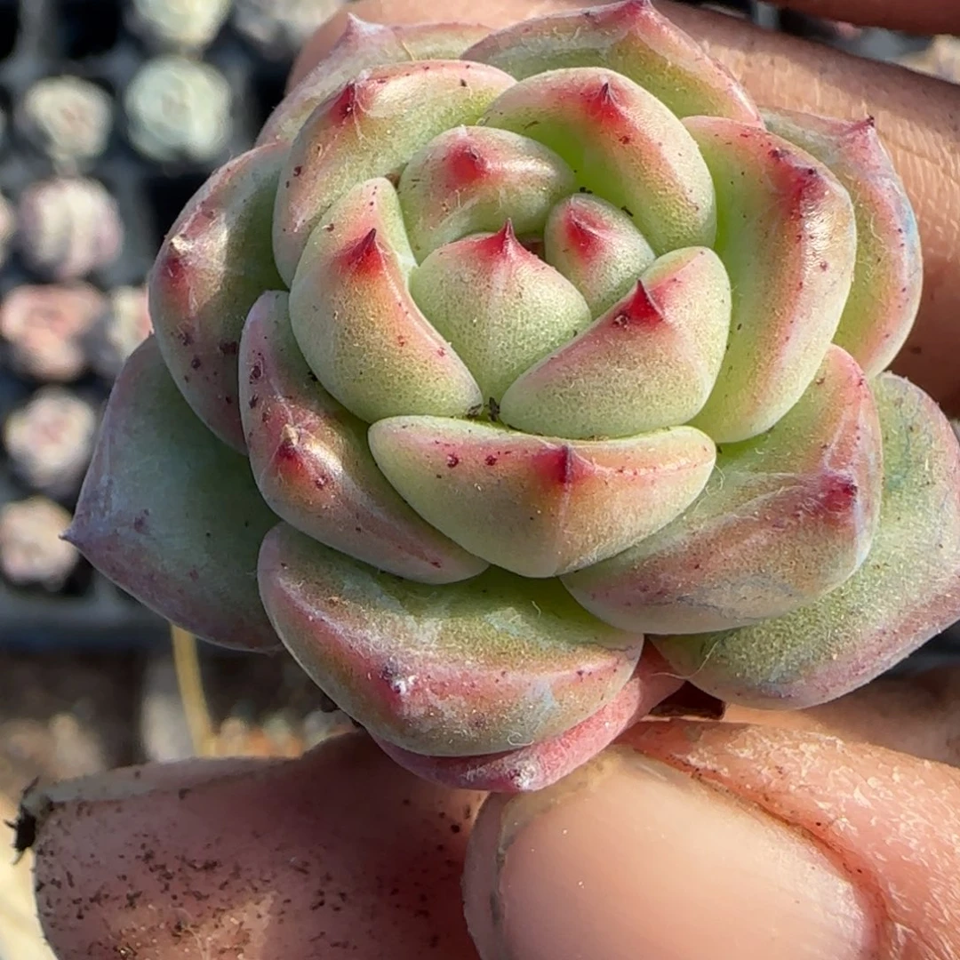 多肉小卡拉米糖心一物一拍