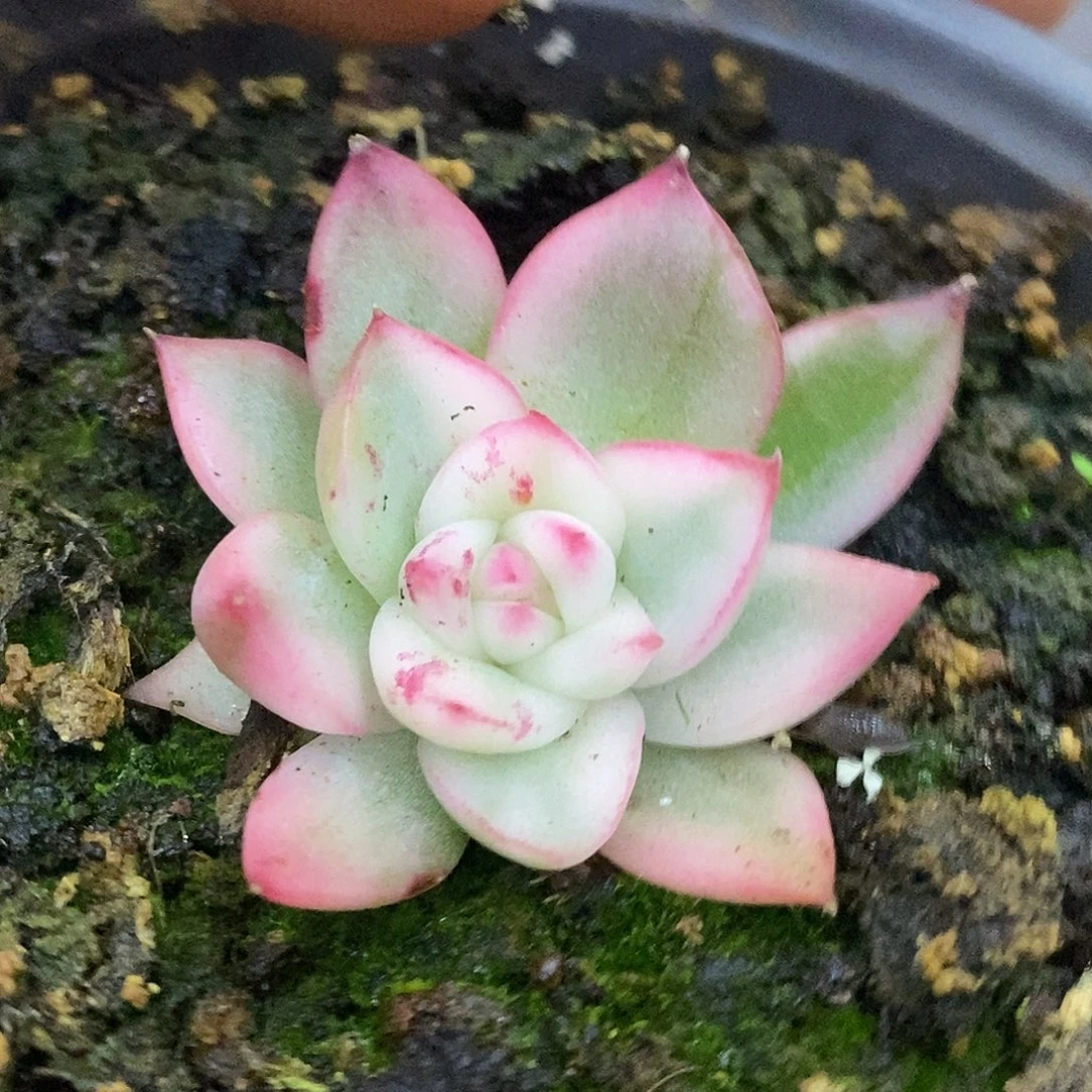 维纳斯哈哈哈哈哈哈