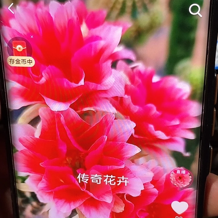 丽 水花 /侧芽歪20包邮/4公分