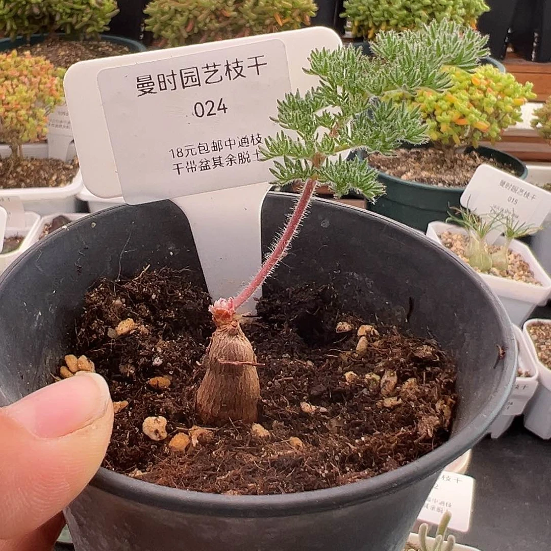 24号枯木洋奎最后一颗大的12.3多肉脱土发