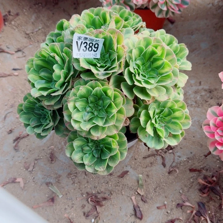 389翡翠琉璃官服25左右2