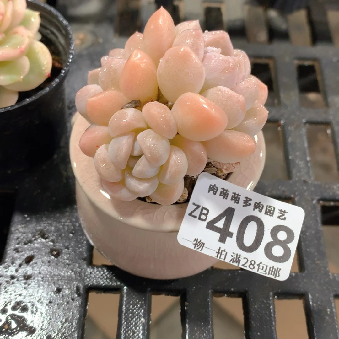 肉萌萌拇指盆精控多肉ZB408