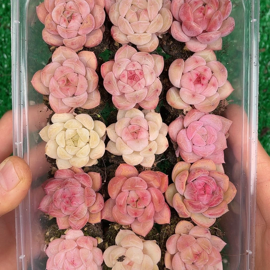 多肉一物一拍31-125