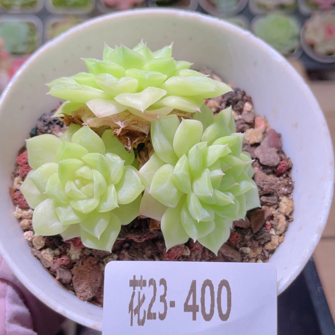 花利美23-400白天鹅