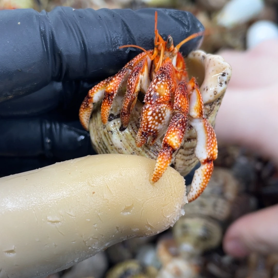 不退不换活体宠物4