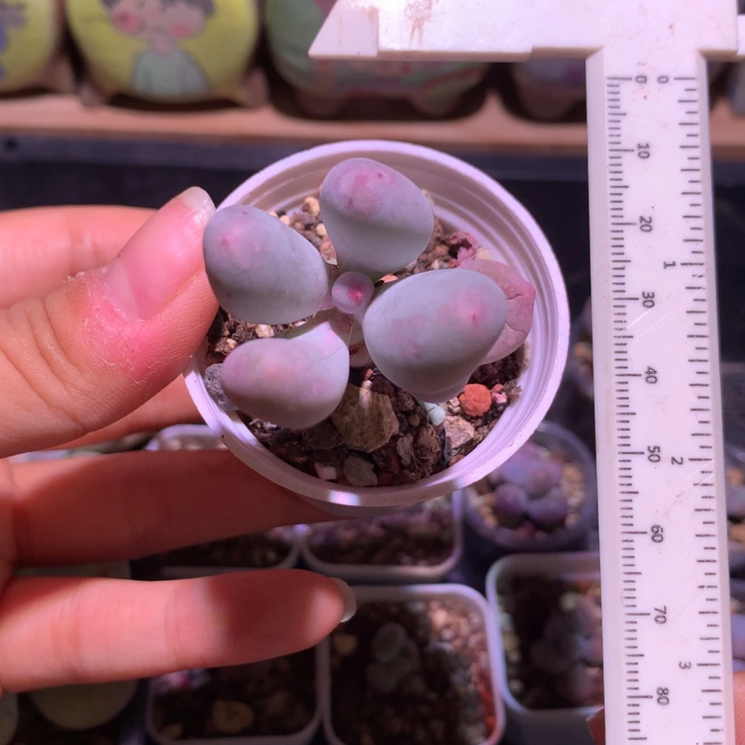 福利米可无售后不退换