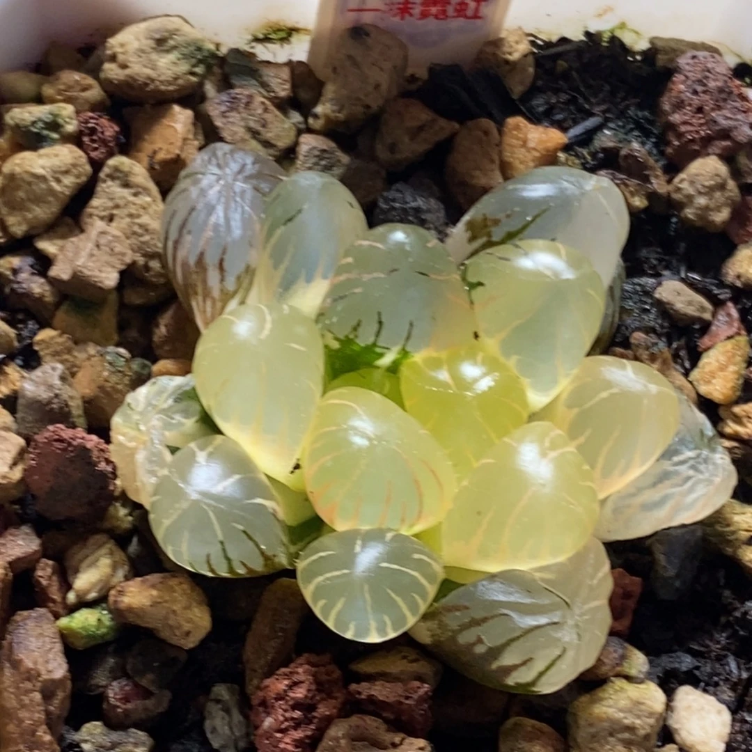 188号冰灯玉露锦带盆