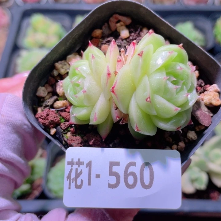 花利美1-560麦秆双头