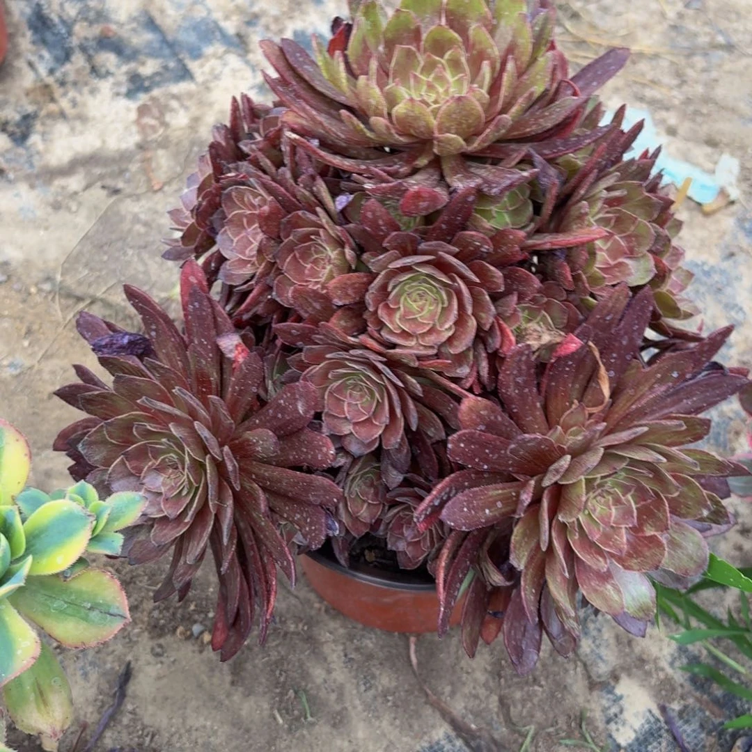 无花朵63多肉植物捧花的