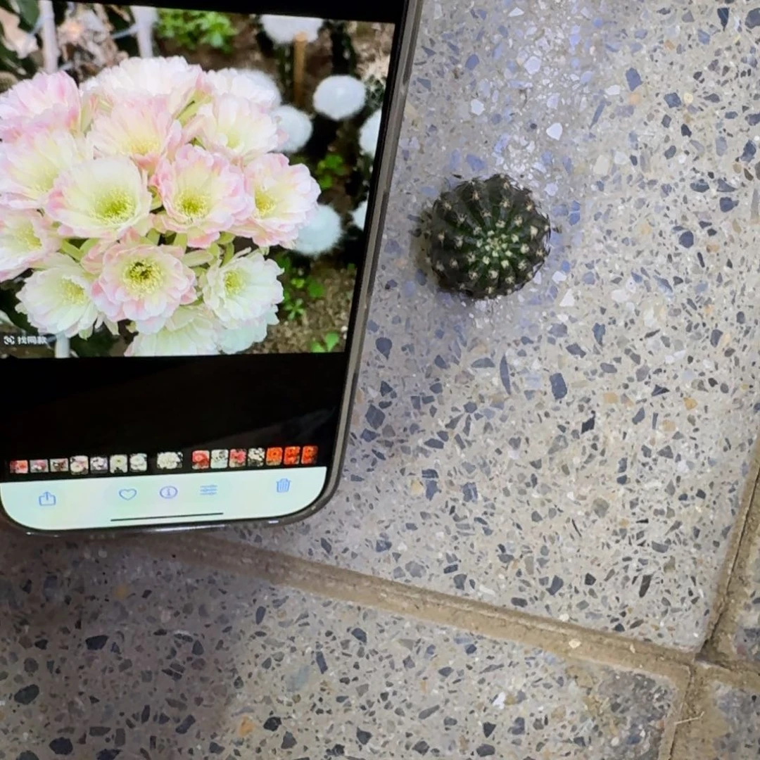 328丽花绿姬歪无根侧牙3公分左右，20包邮