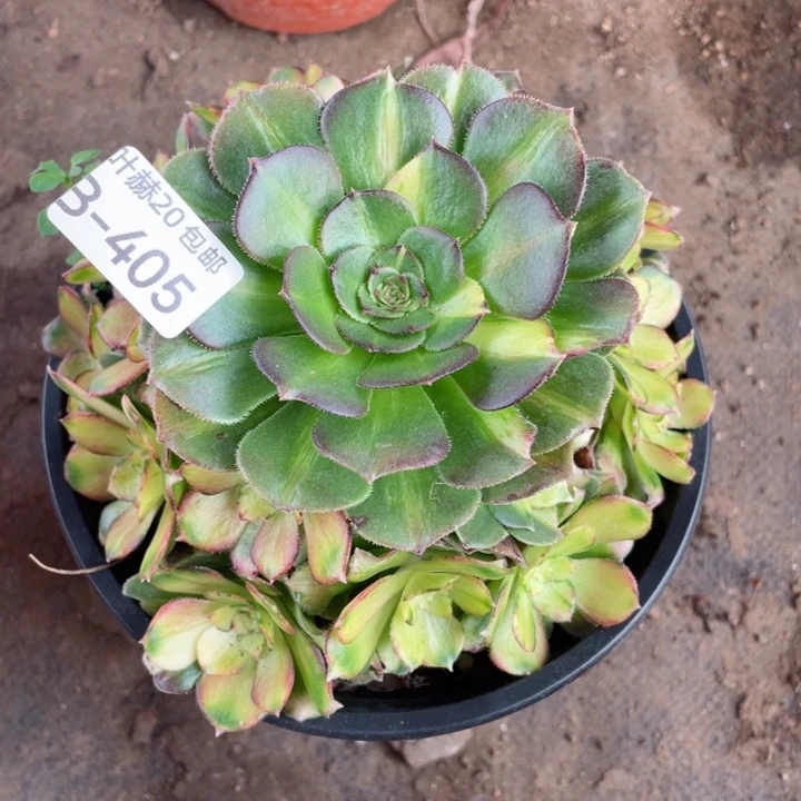 405龙鳞多肉12344675