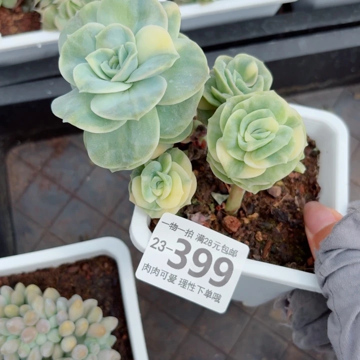 可爱锦无盆土发货无盆土
