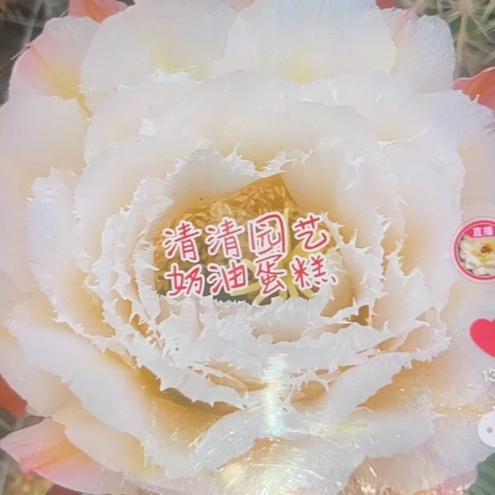 清清奶油蛋糕根瑕疵有黑点