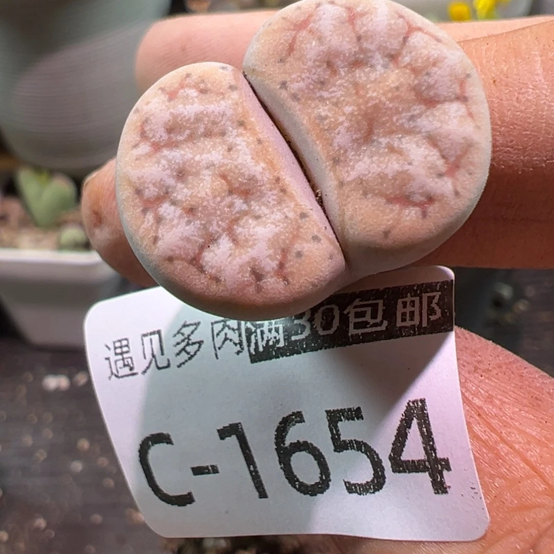 多肉植物11111111111111