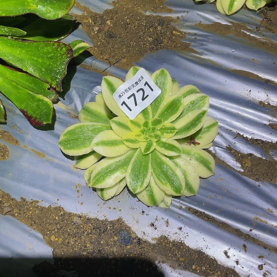 1721辛尼亚多肉植物