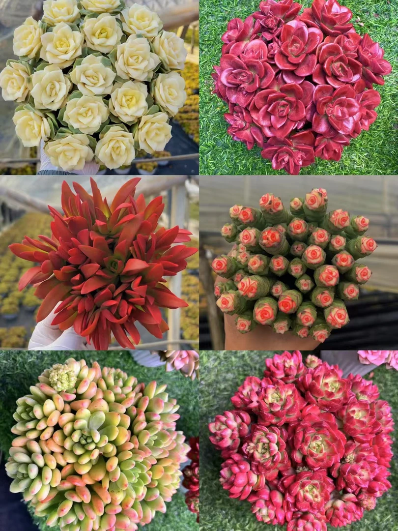 XP满满一大箱 玫瑰组合 全部挑好的发 6个带盆土 云南基地发货