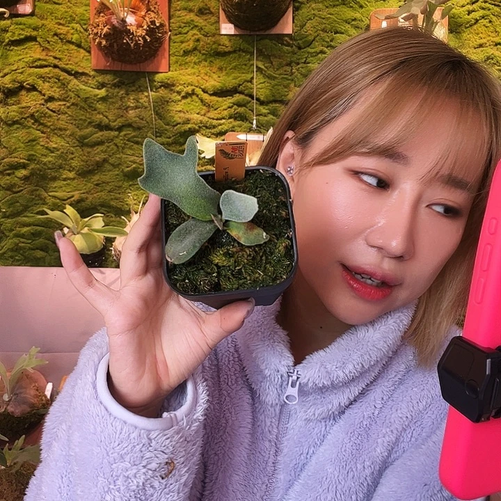 不开花植物wanna 劳拉