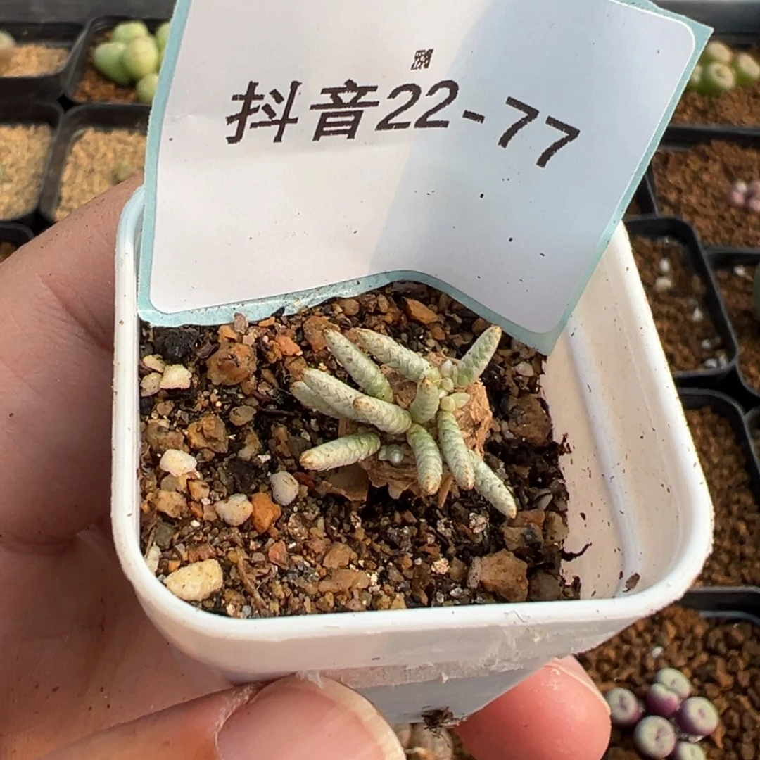 洛*22-77肉锥多肉植物，