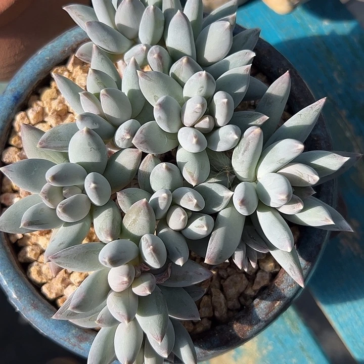 10头美人自然群1111