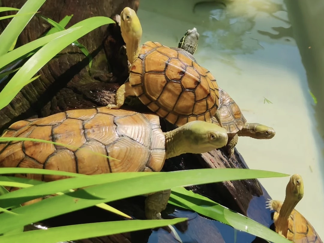 正宗三黄小青龟，地图龟，火焰龟，珍珠龟，