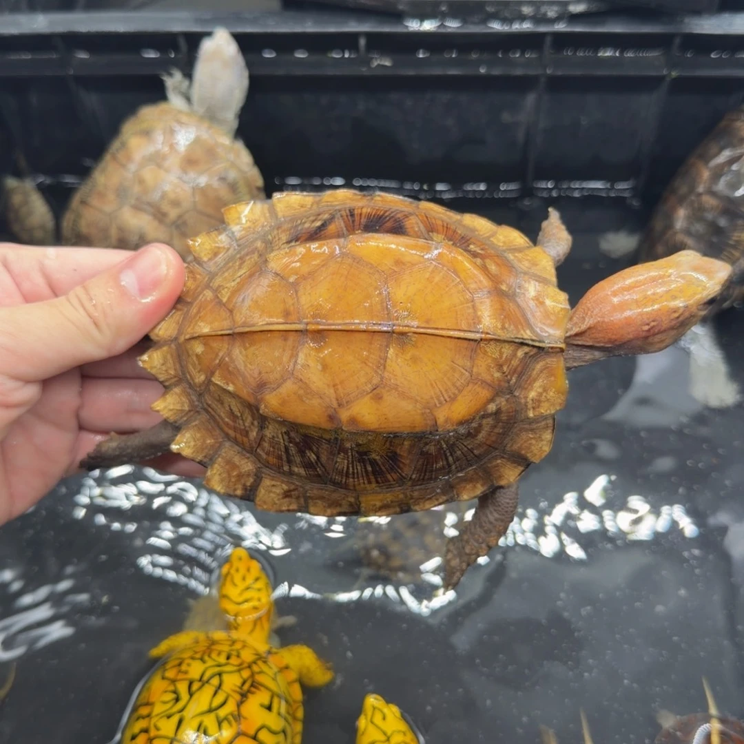 宠物龟不分公母剧缘