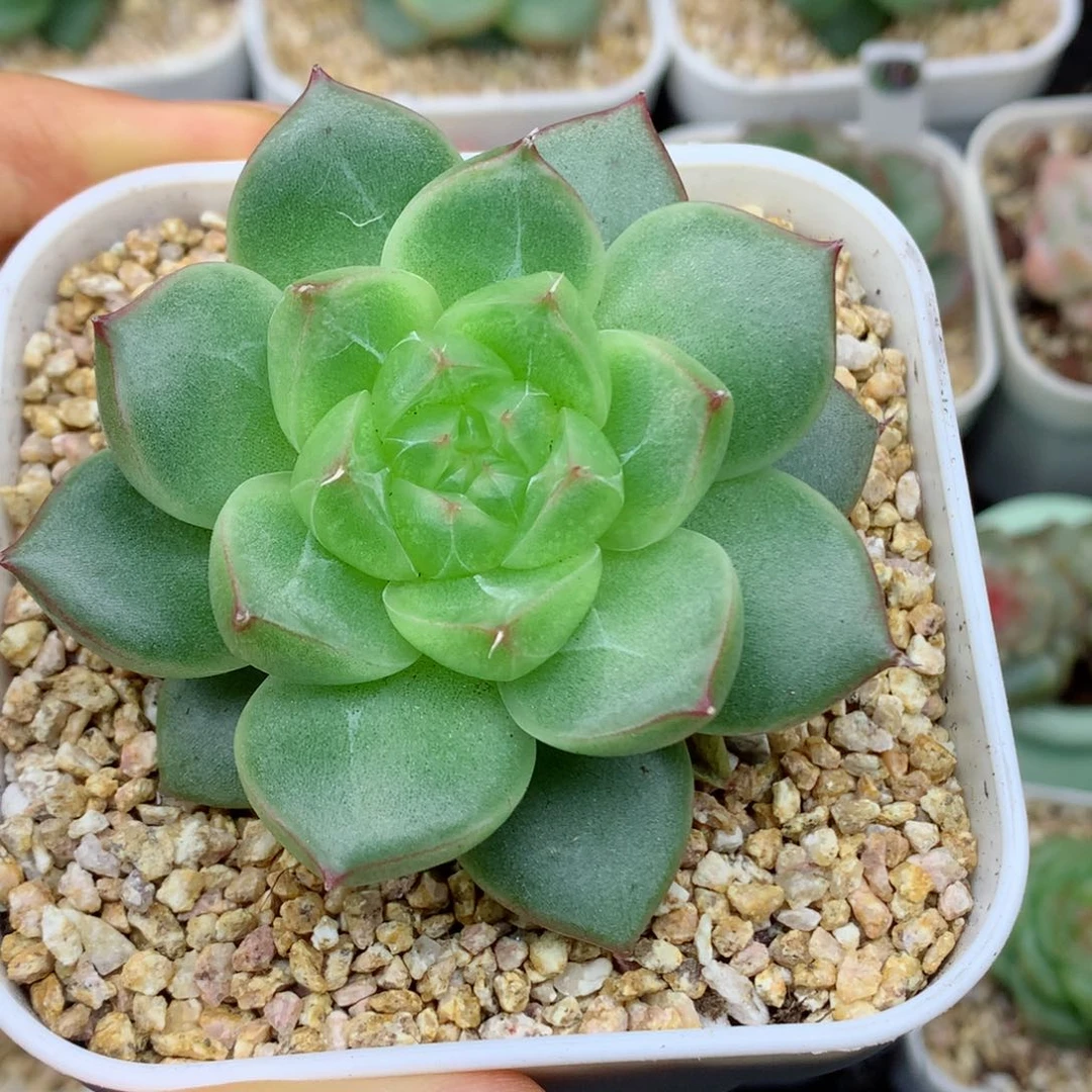 58包邮  群生不包整13
