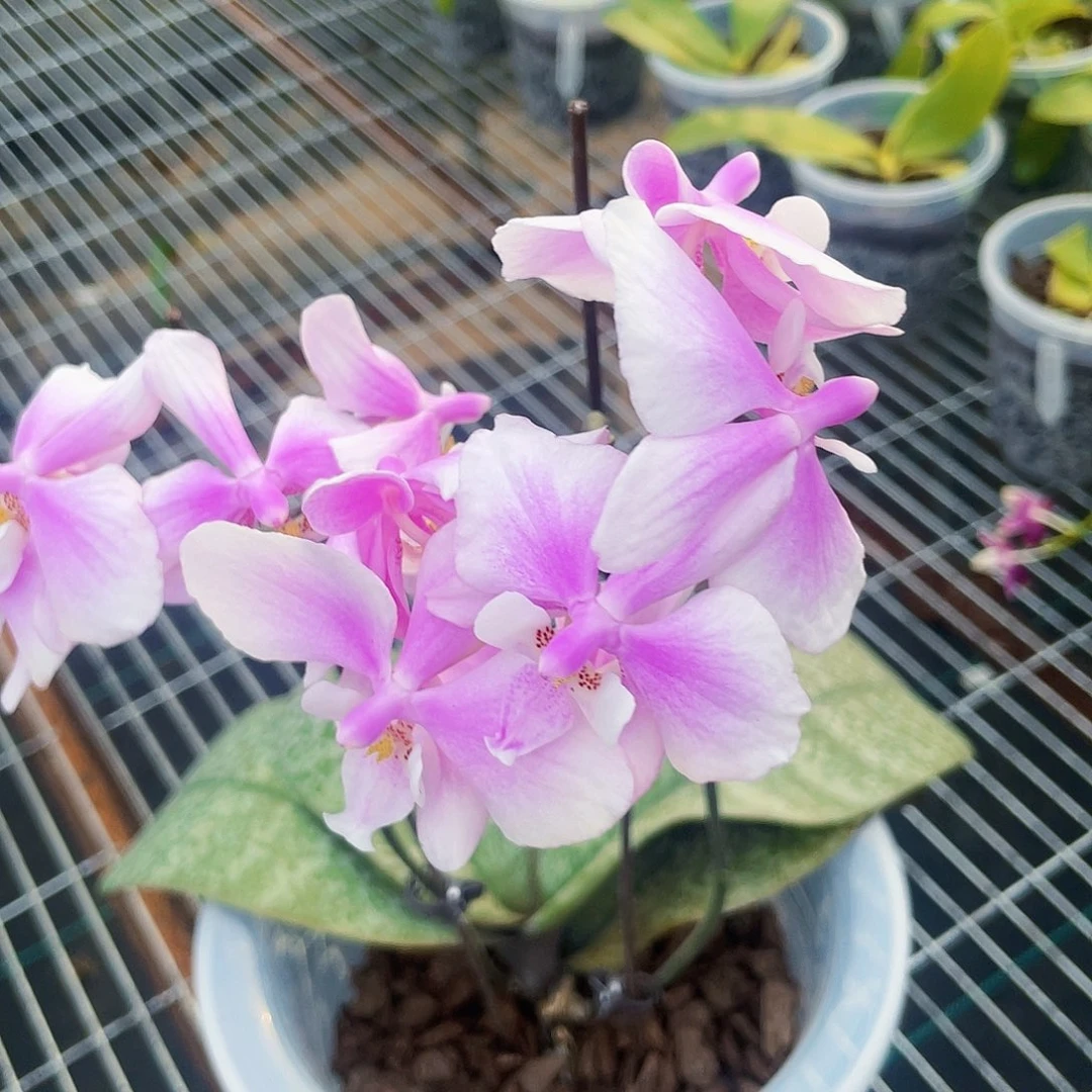 卷***卷当前无花栽培后可以开花2202西雷利