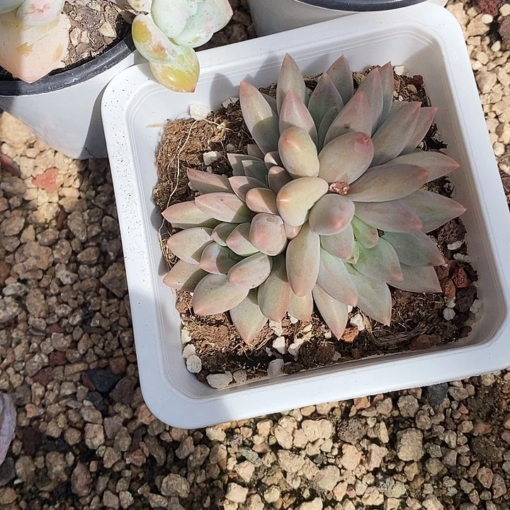 ?***?水晶球245789999