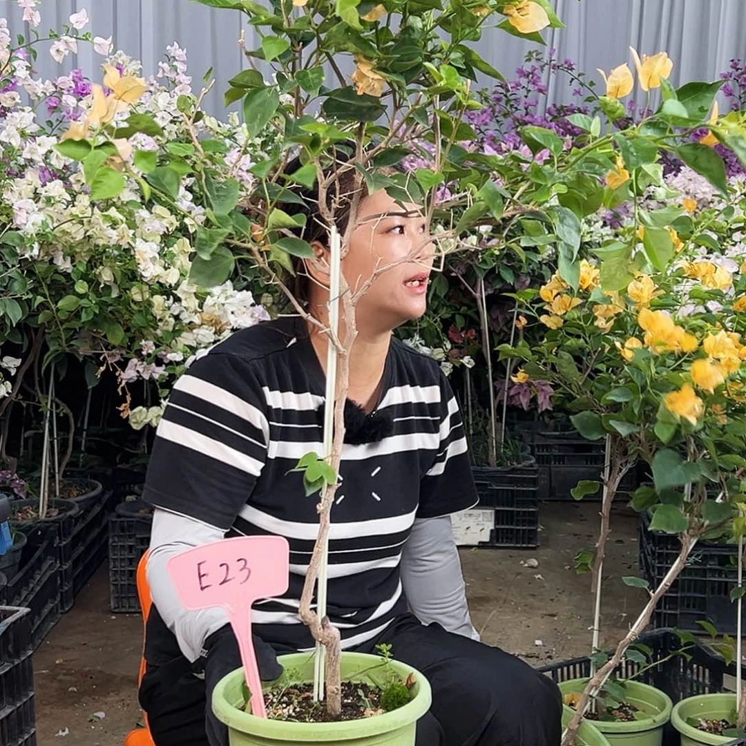 饼***心大部分花苞少量开放E23金色光辉