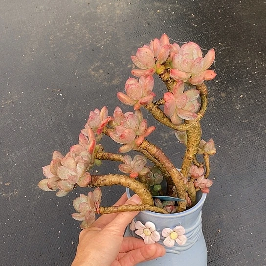 418多肉植物老桩