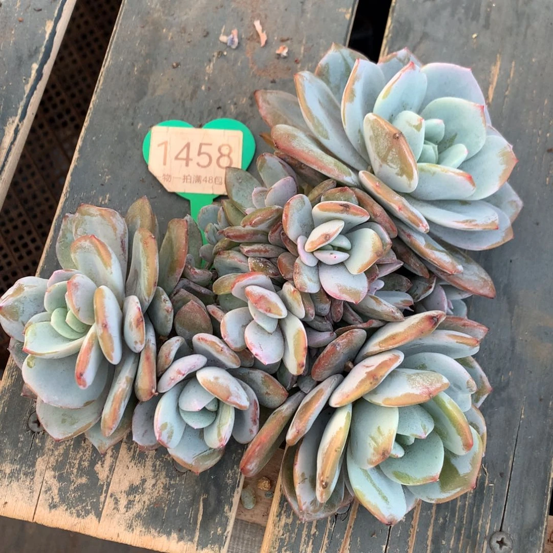 韩版奶茶10头开播福利