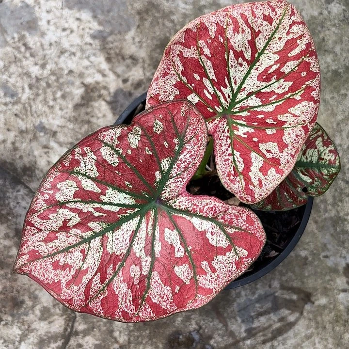 51-1108彩叶芋广东现货