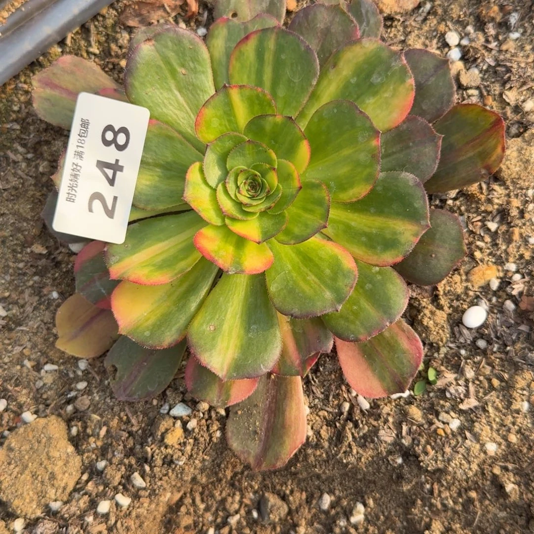 248万七彩。多肉植物
