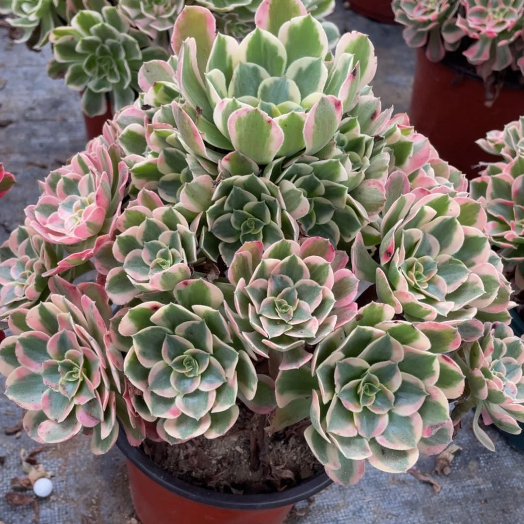 254七彩石精品法师多肉