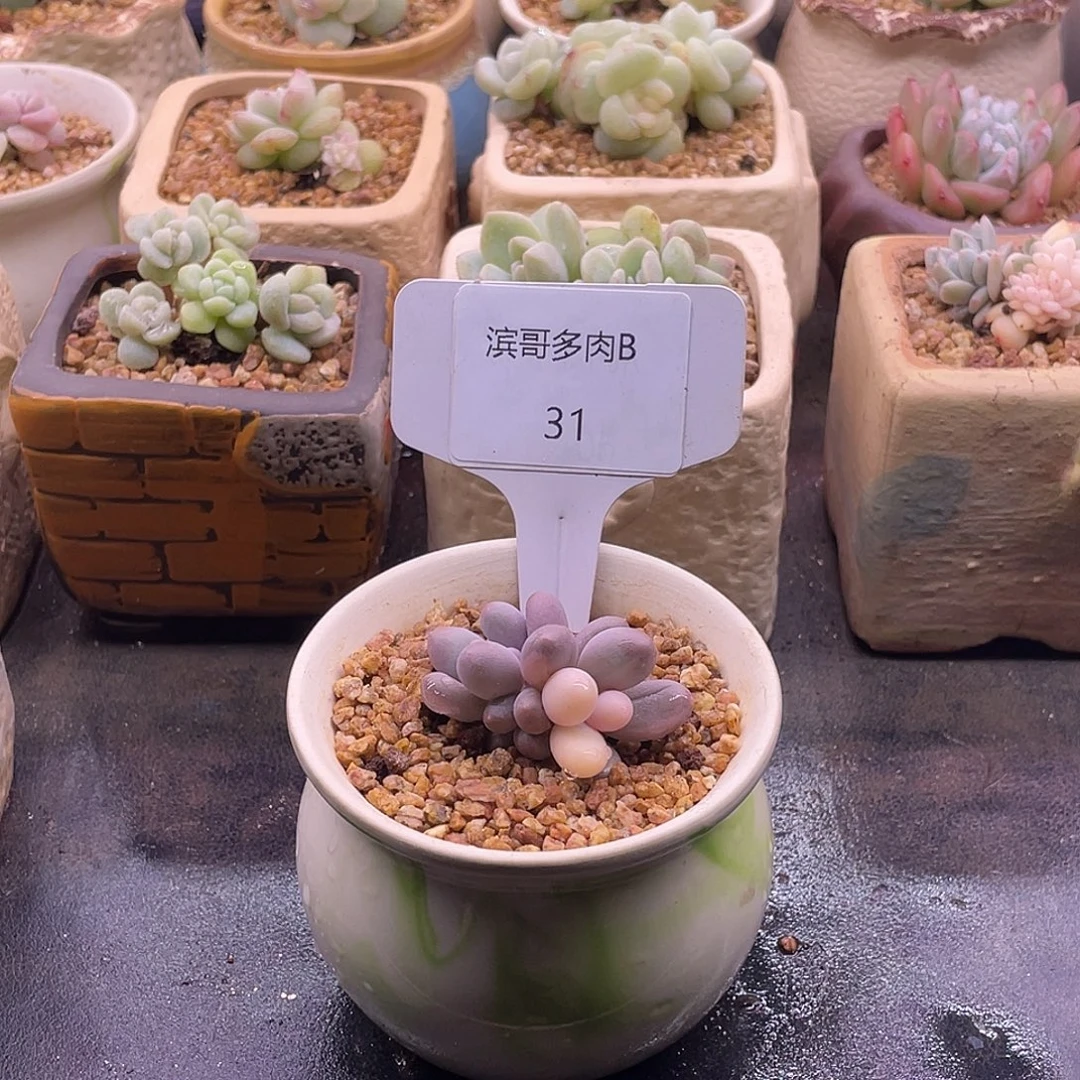 滨哥多肉B31汤圆锦福利