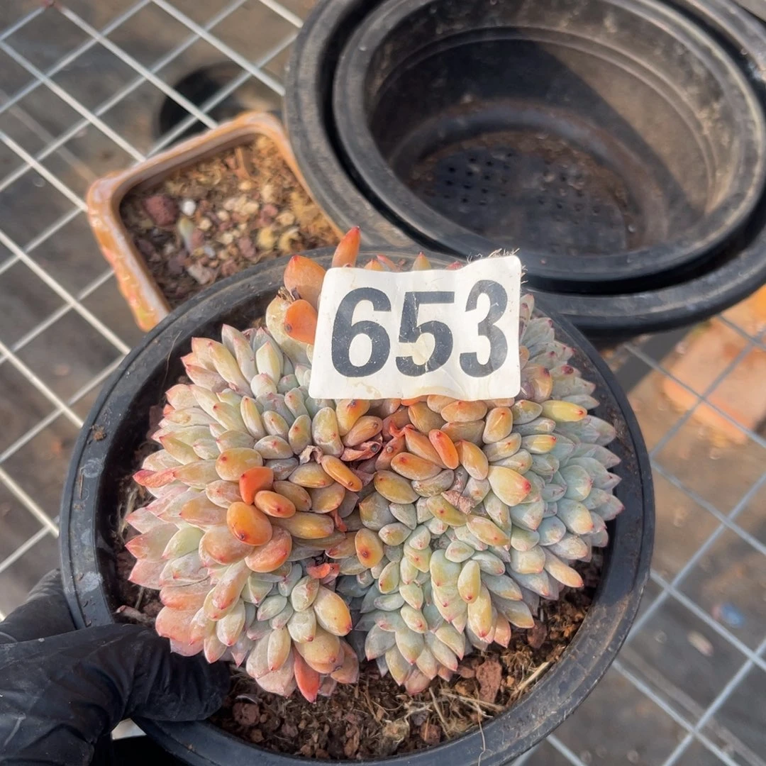 憨***）653高11447788888888