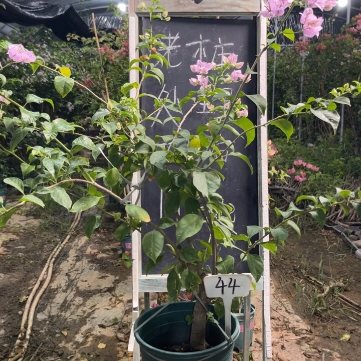 无花朵三角梅三角梅44