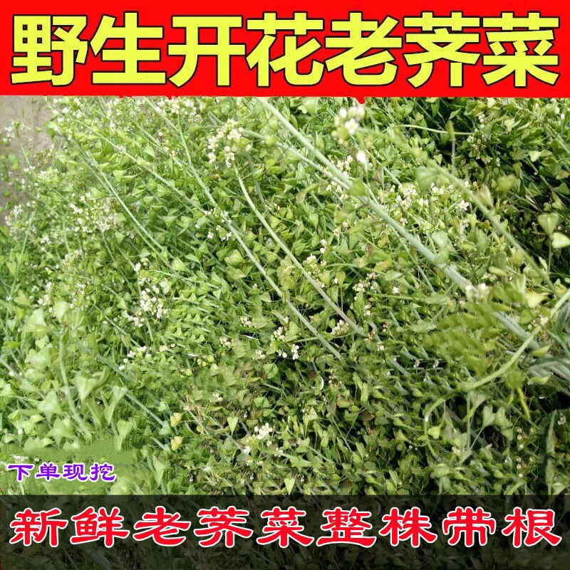 新鲜老荠菜地米菜现拔护生草带花籽带根整株小叶荠菜三月三煮蛋