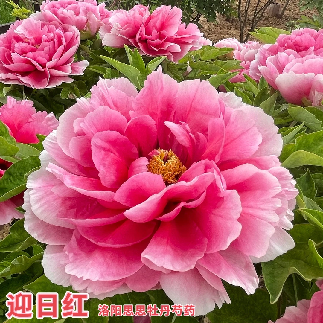 洛阳牡丹【映日红】粉色系牡丹基地直发