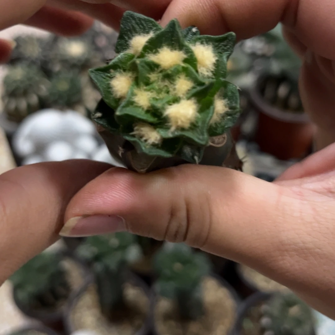 苗接龙角仙人球福利出