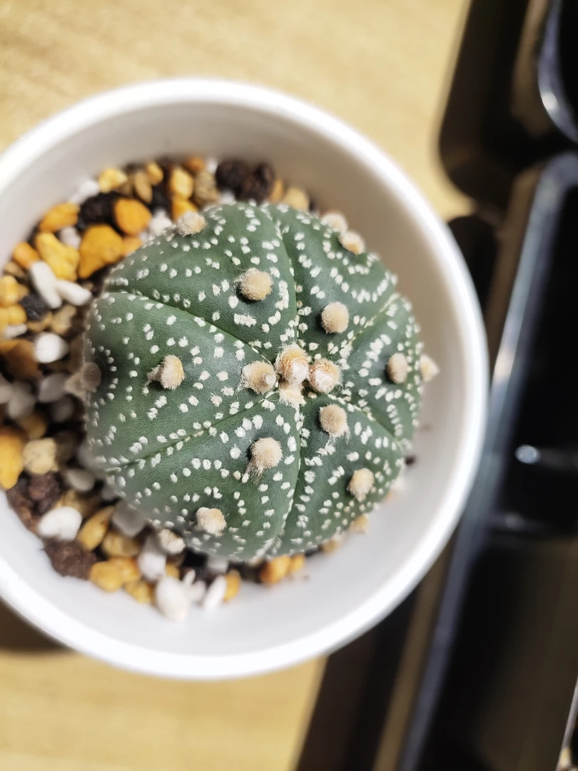 仙人球，星兜奇迹兜，5.2㎝
