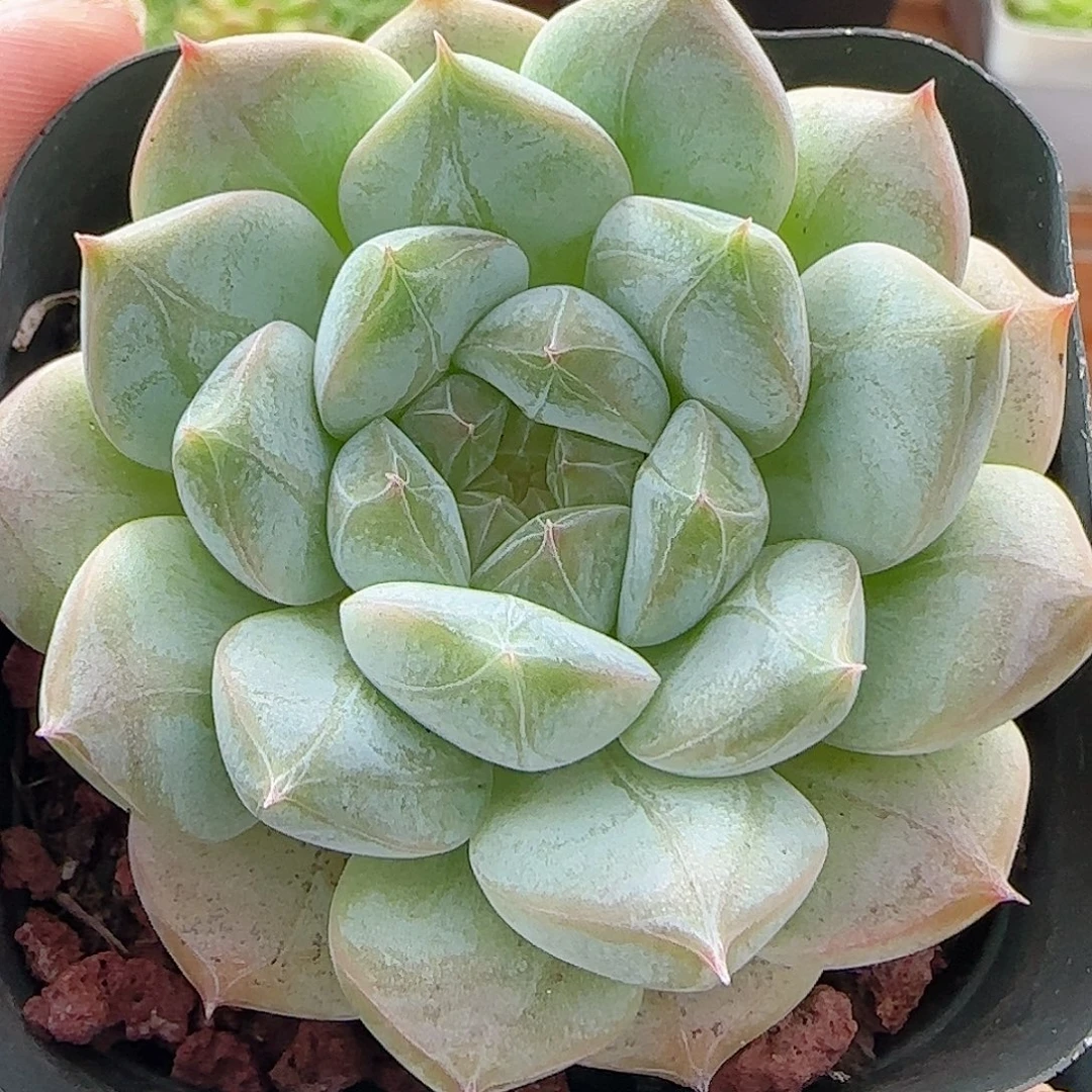 多肉0811-54暗纹系