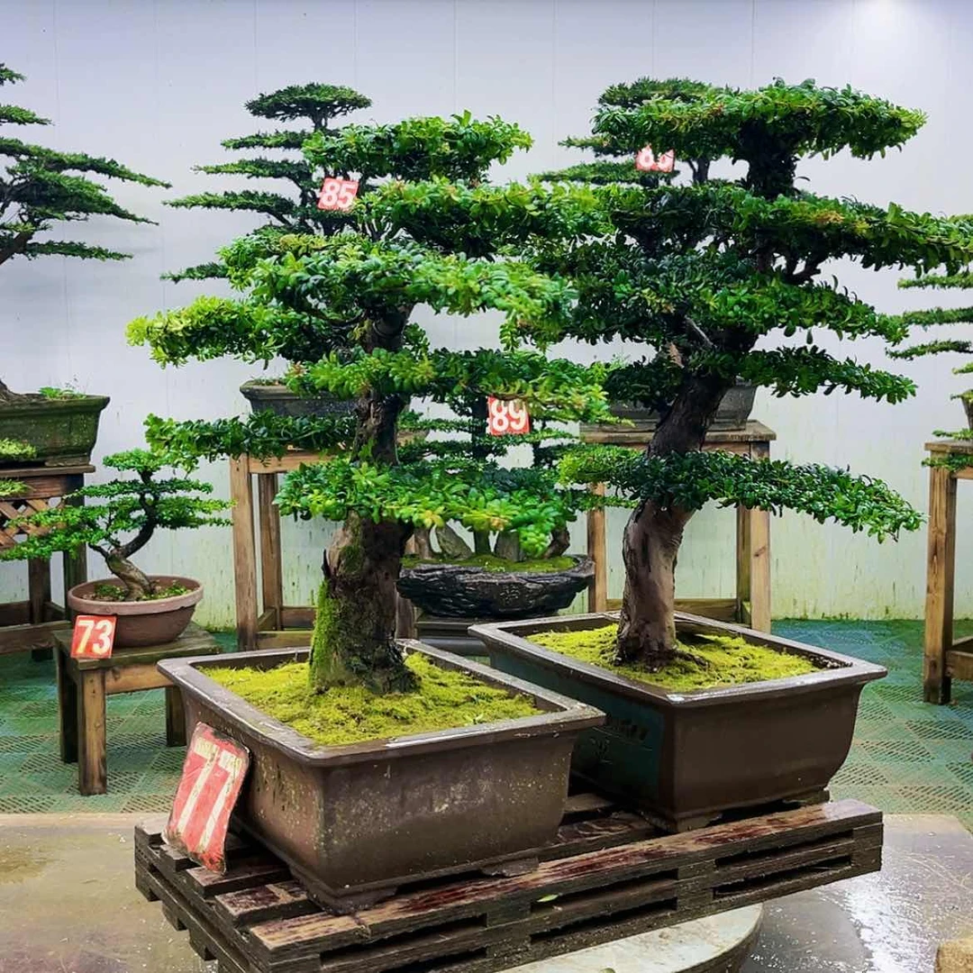 【闪购商品】无花朵