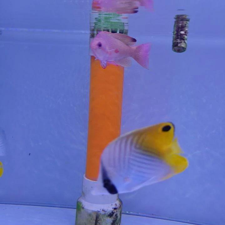 海水鱼人字蝶蓝眼海金鱼