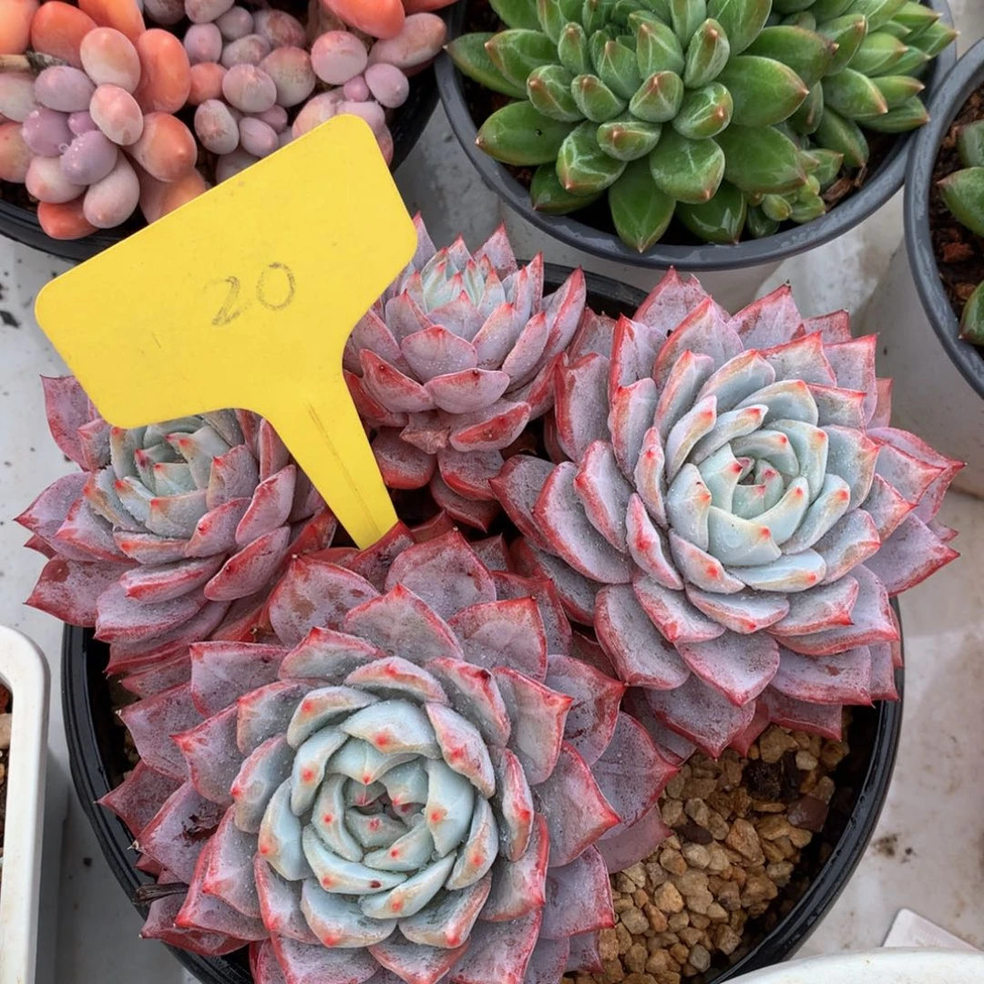 粉蓝鸟82827272727282