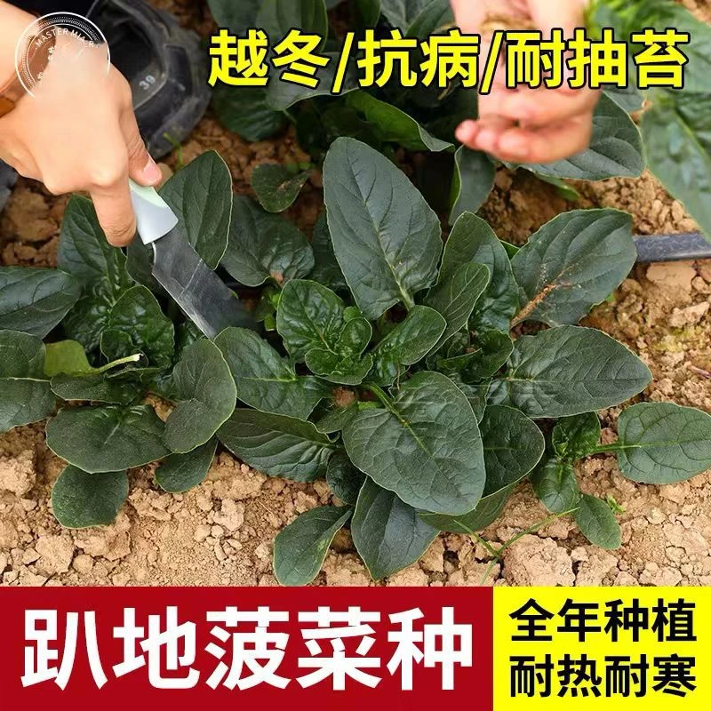 趴地菠菜种子塌地菠春秋冬季耐寒耐热菜红根菠菜阳台易种蔬菜种籽