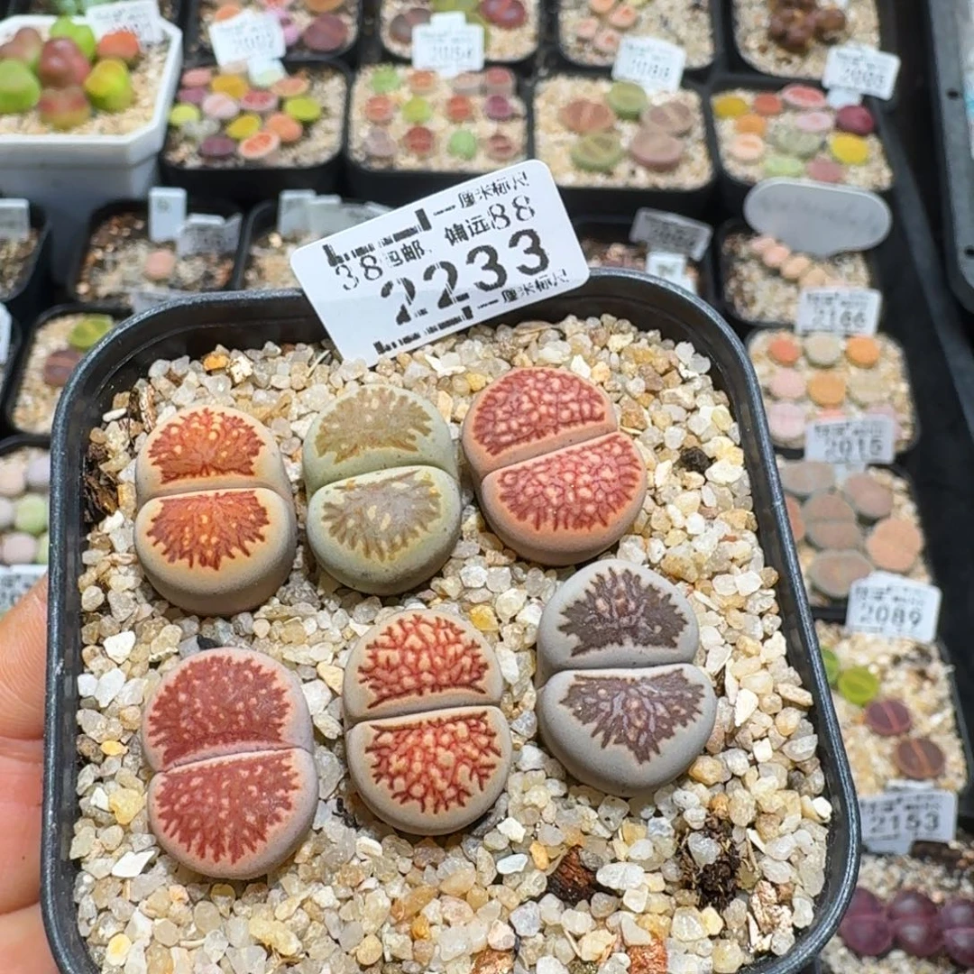 糖***孩Zzz福利多多啊2233
