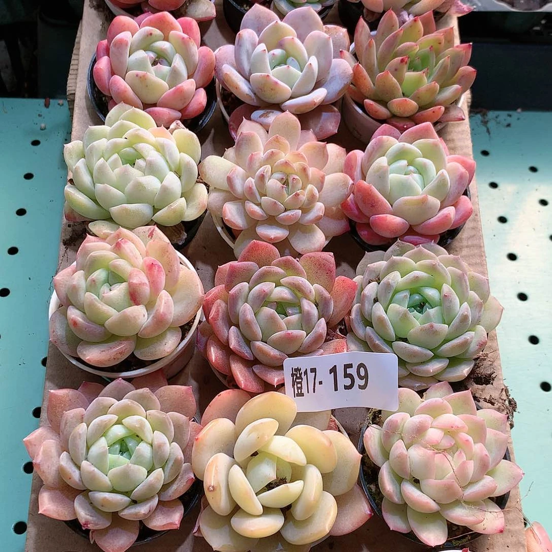 17-159一物一拍带盆18颗。